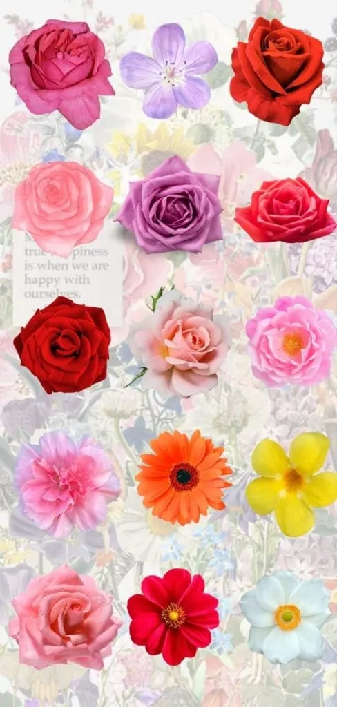 Pressed flower collages